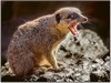 04_Meerkat Aggressing